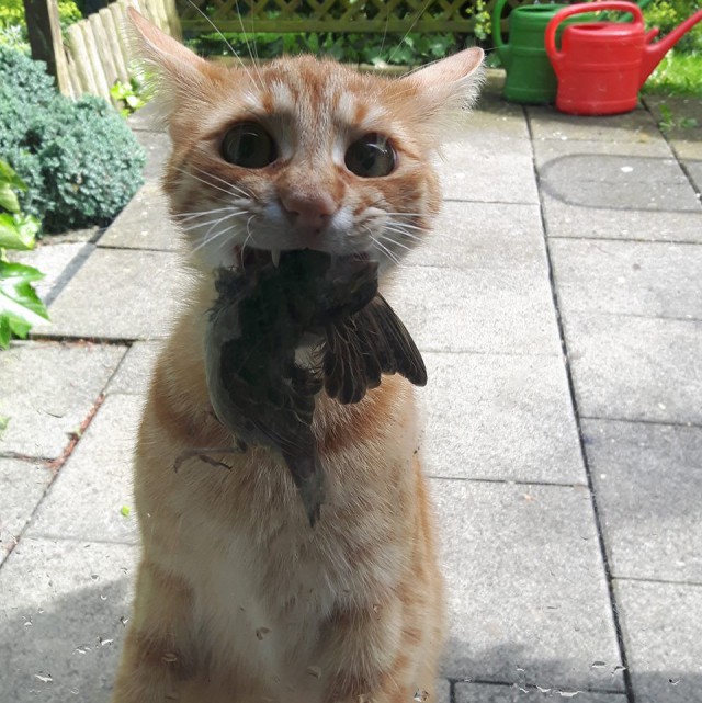 Cats