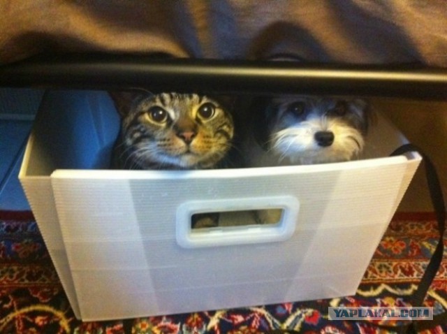 Cats
