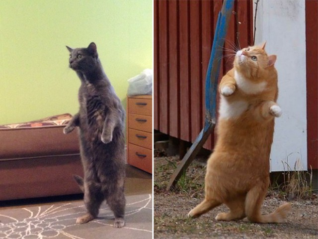 Cats