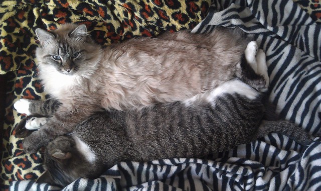 Cats