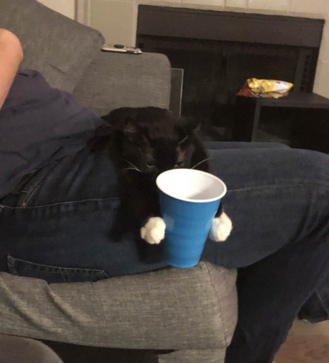 Cats