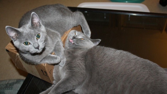 Cats