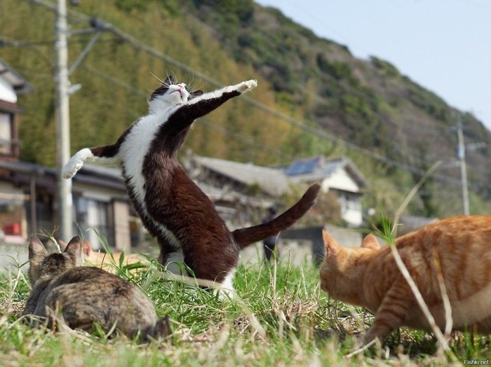 Cats