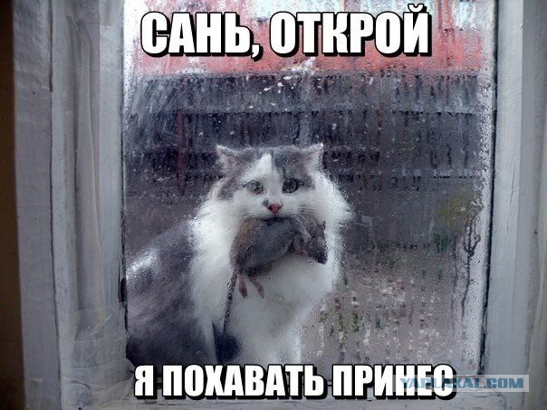 Cats