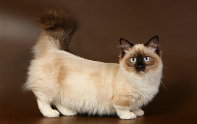 Cats