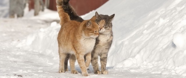 Cats