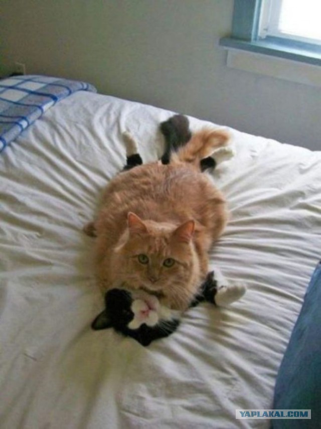 Cats