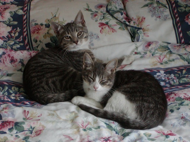 Cats