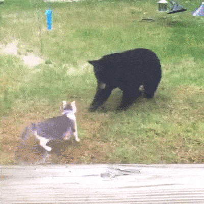 Cats