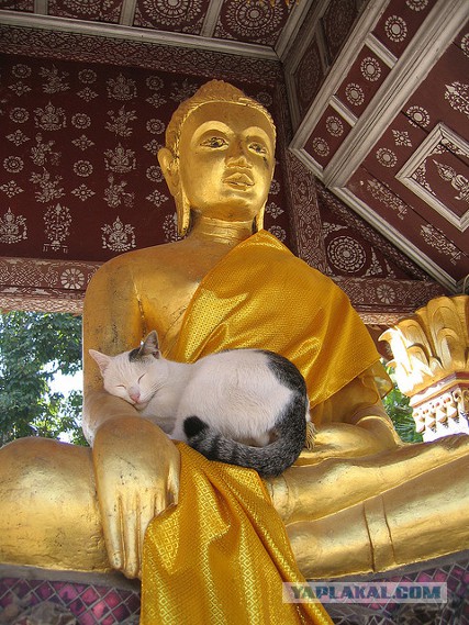 Cats