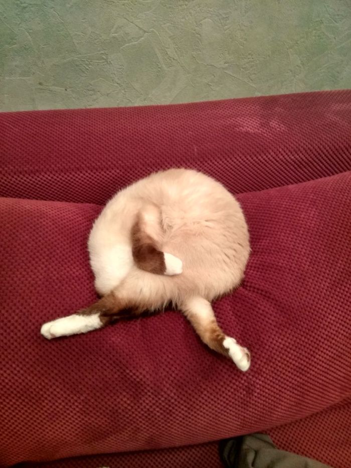 Cats