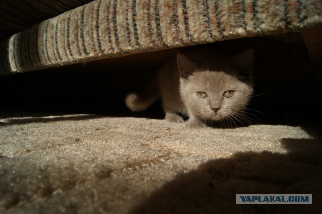 Cats