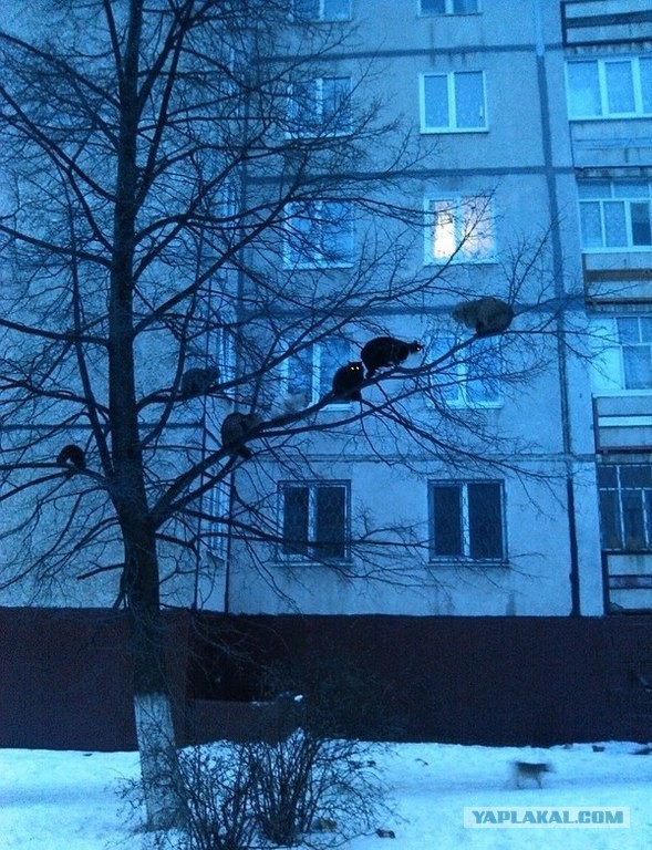 Cats