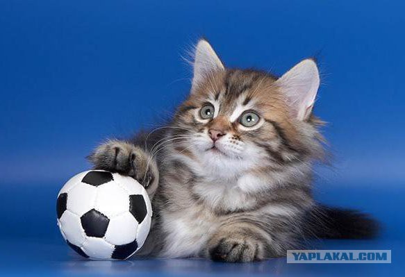 Cats