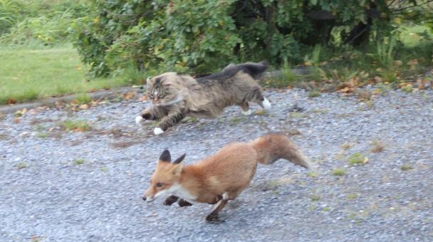 Cats