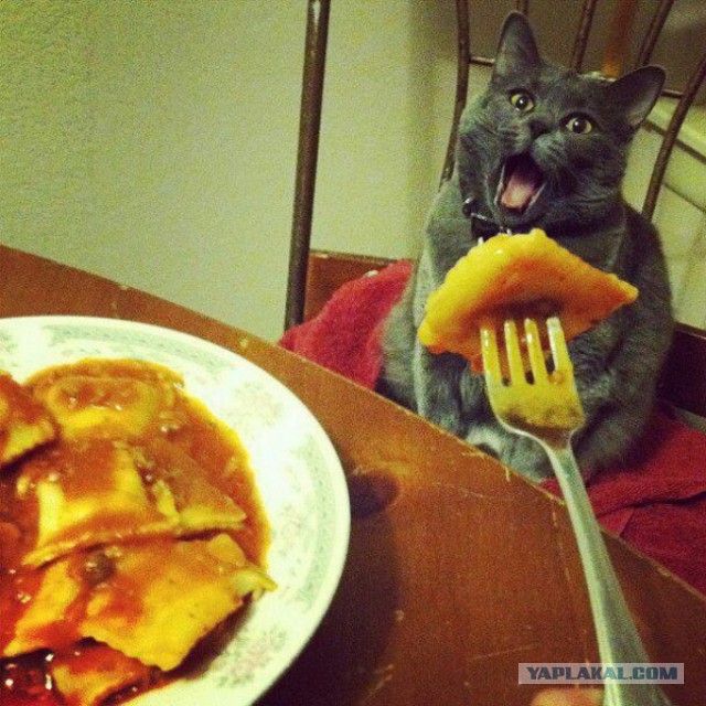 Cats