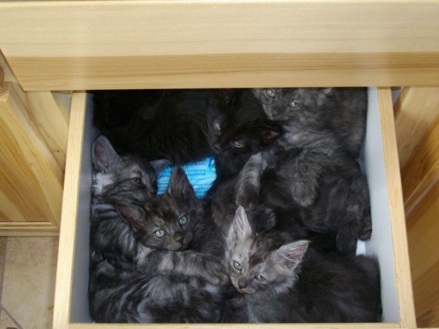Cats