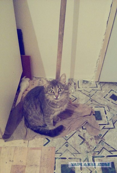 Cats