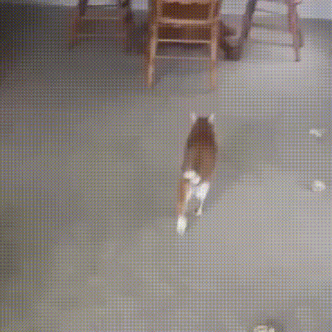 Cats