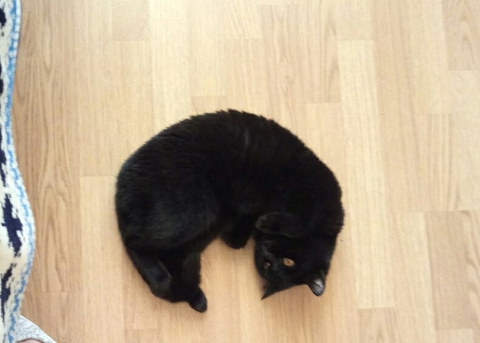 Cats