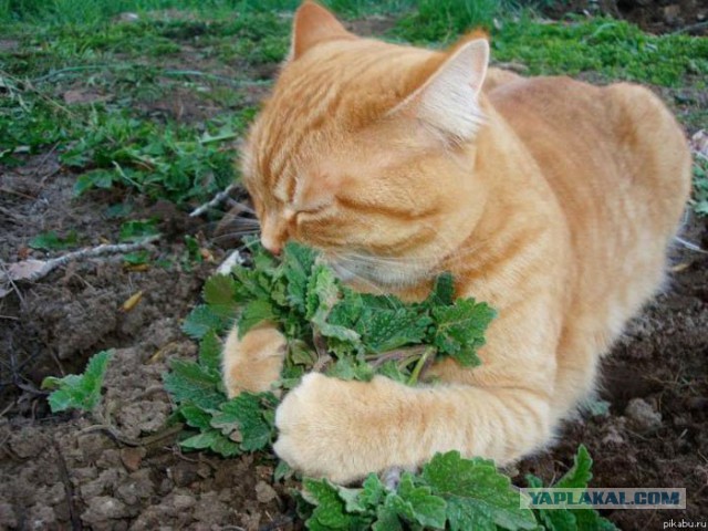 Cats