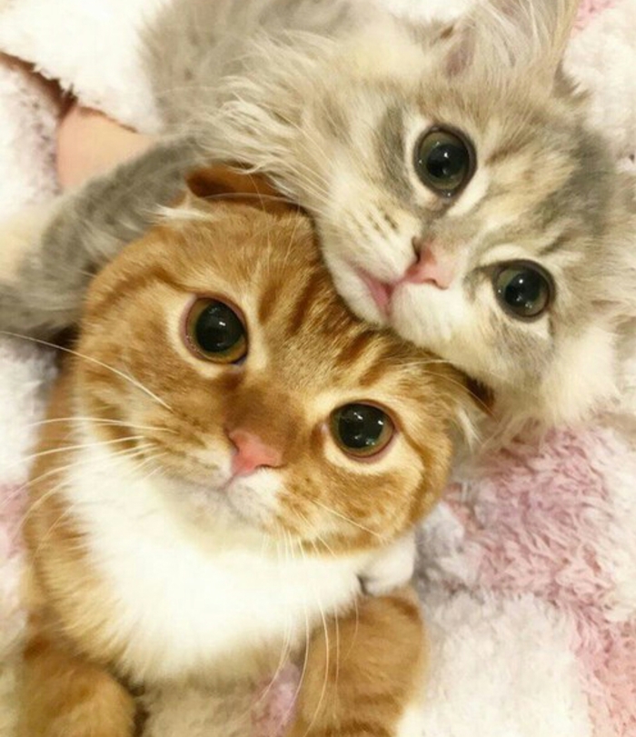 Cats