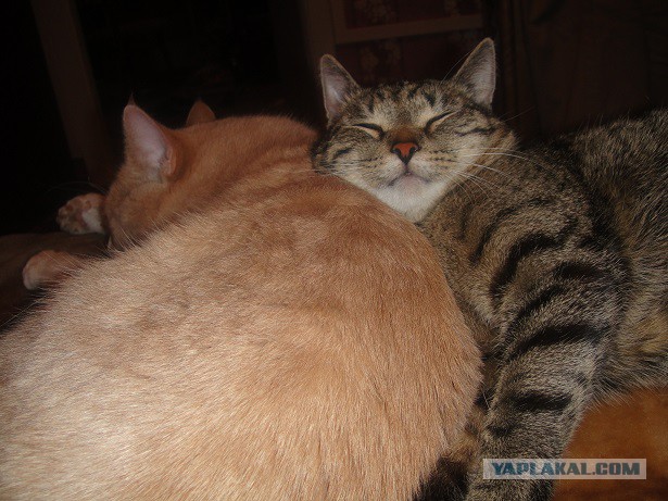 Cats