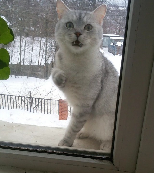Cats
