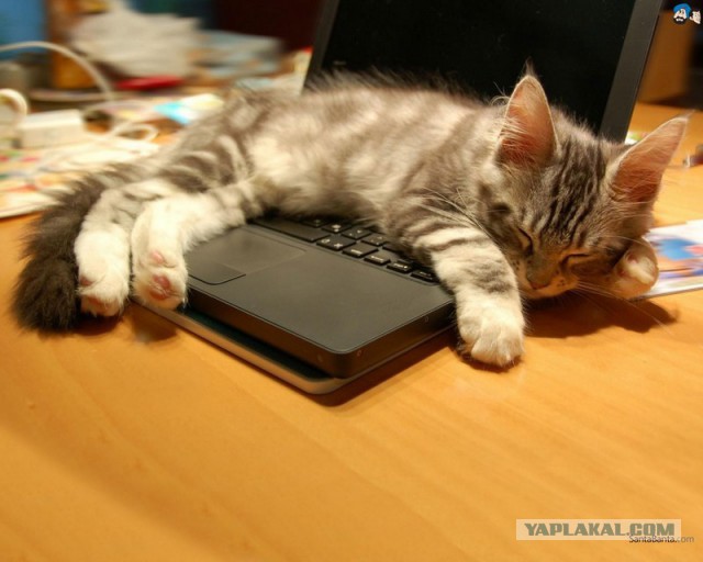 Cats