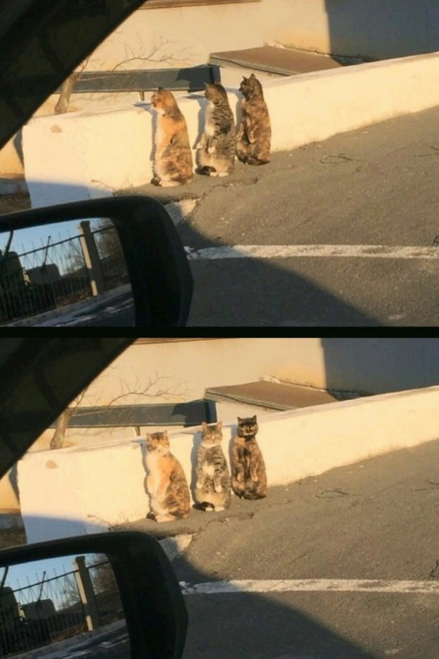 Cats