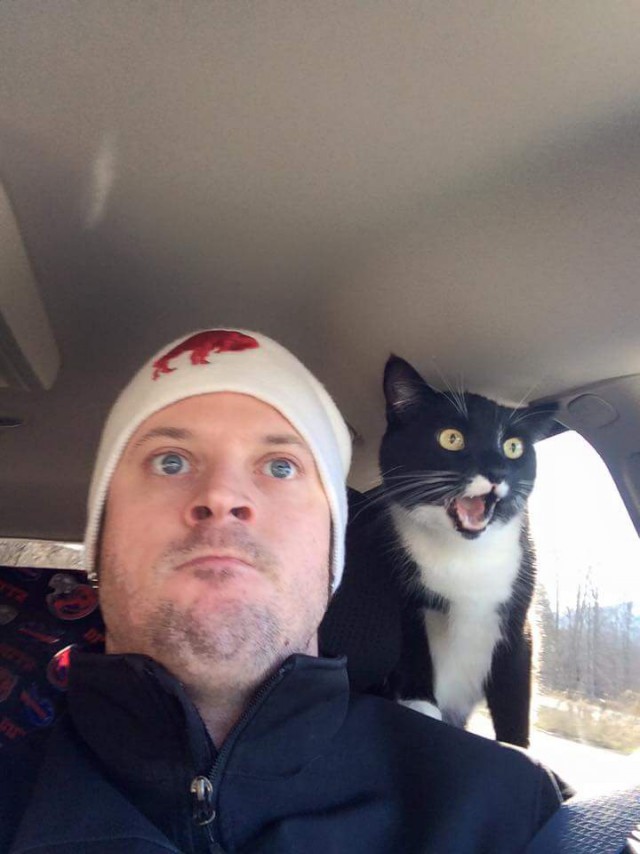 Cats