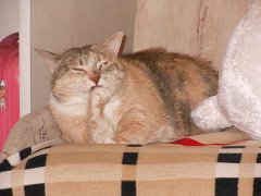 Cats