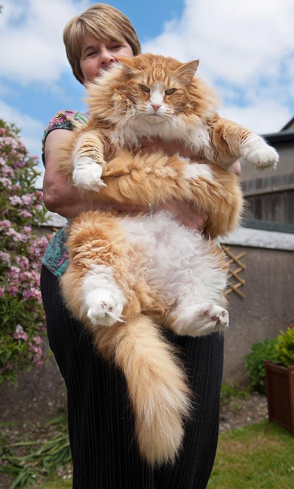 Cats