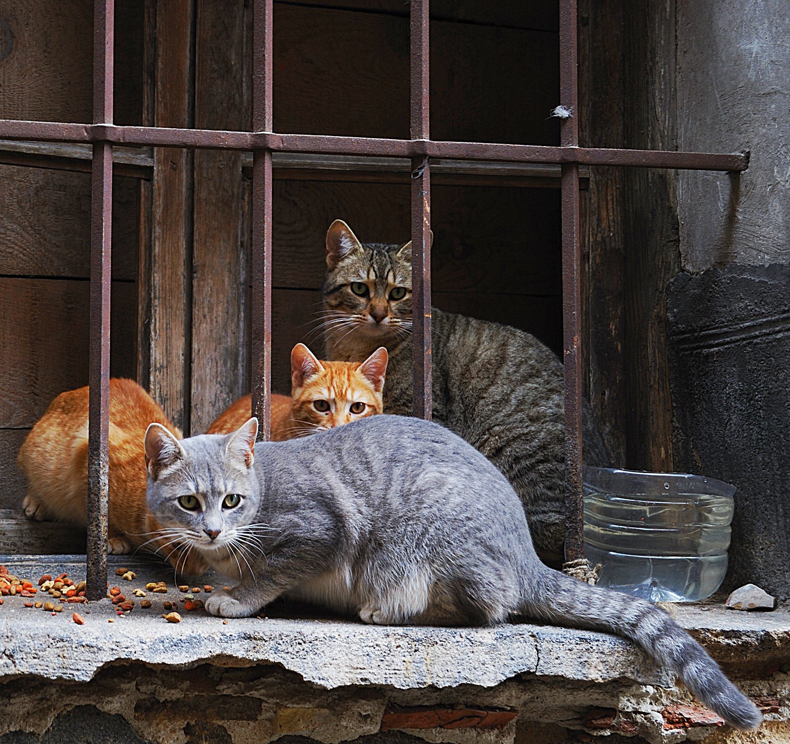 Cats