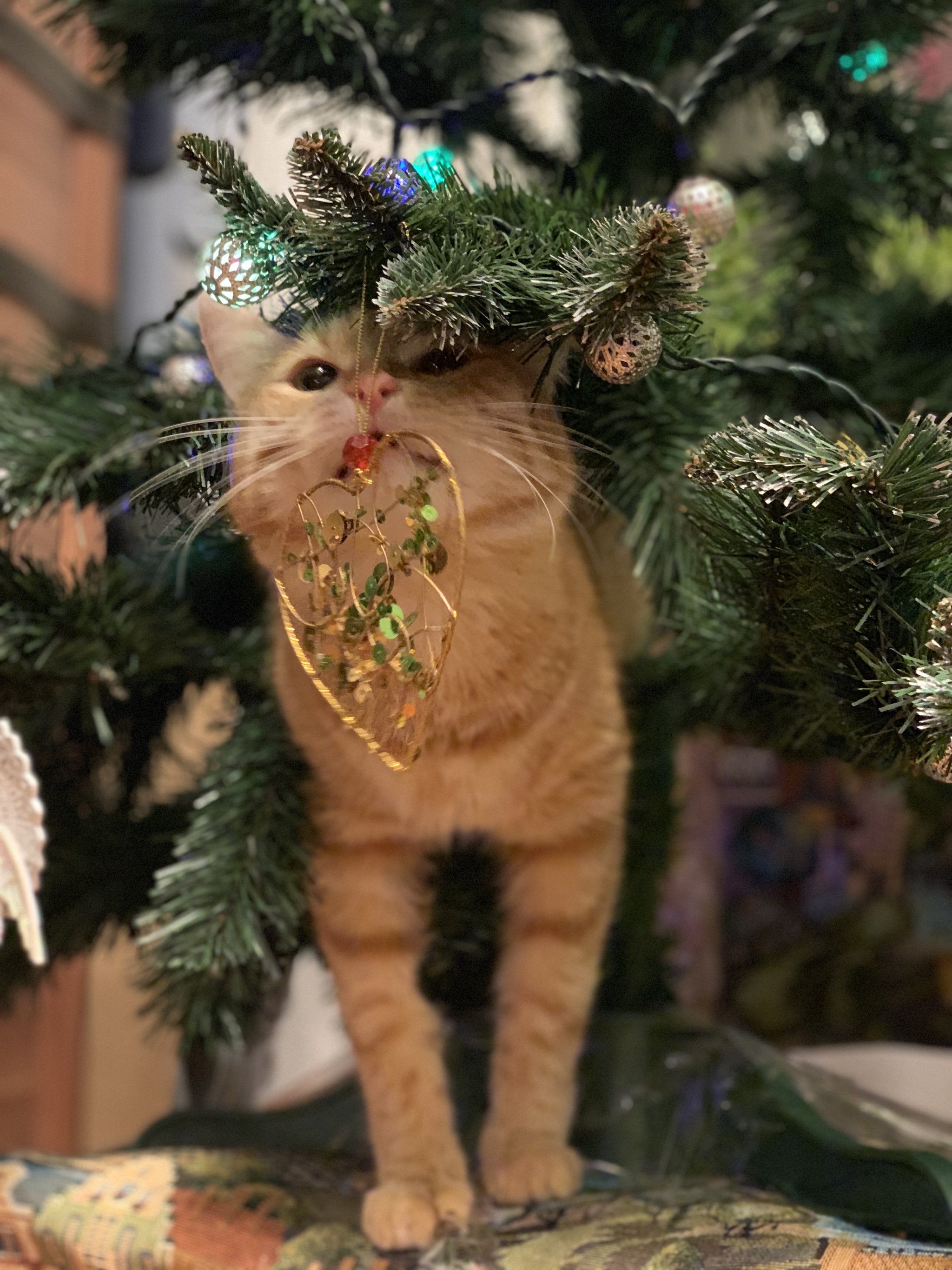 Cats