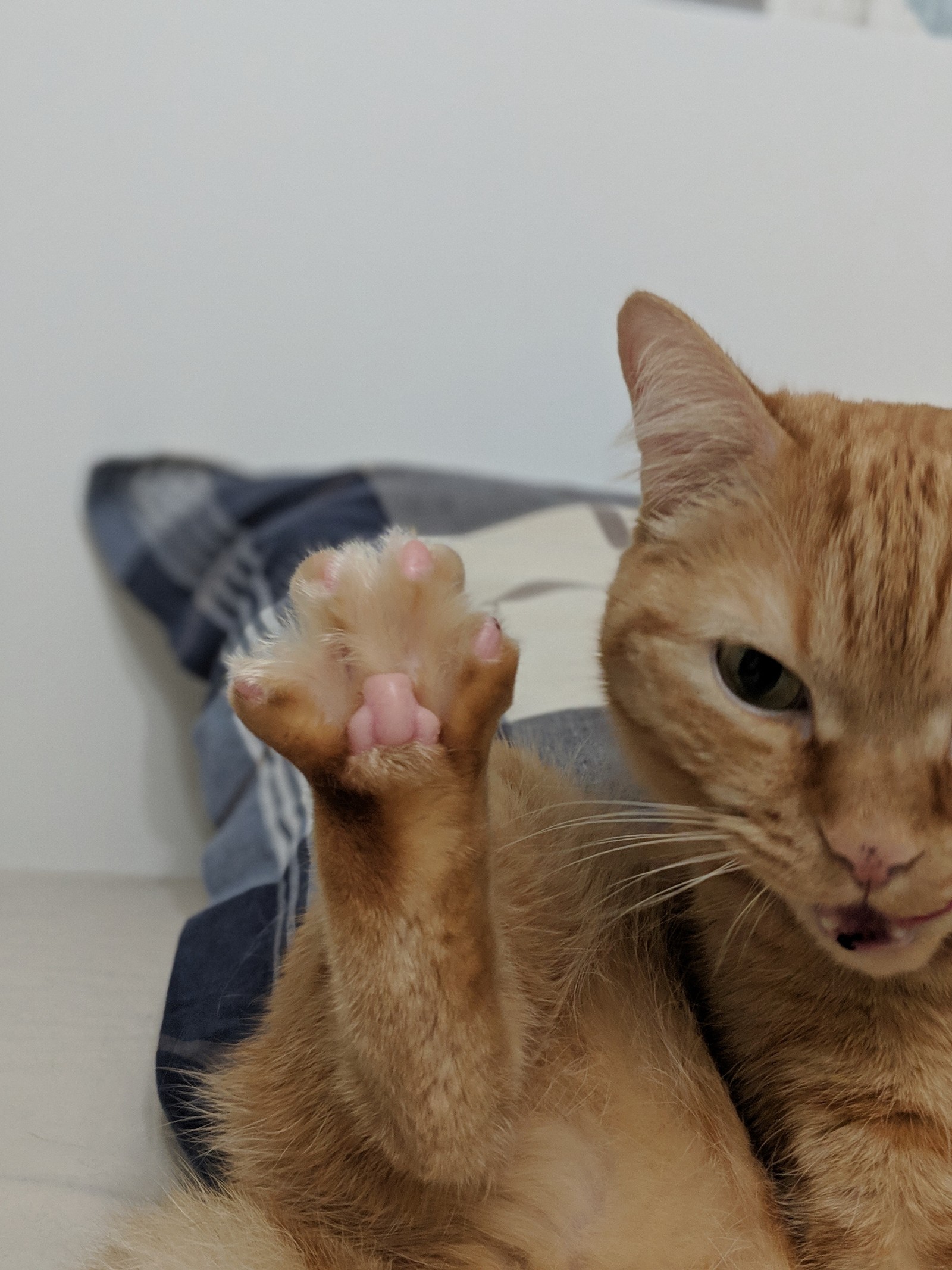Cats