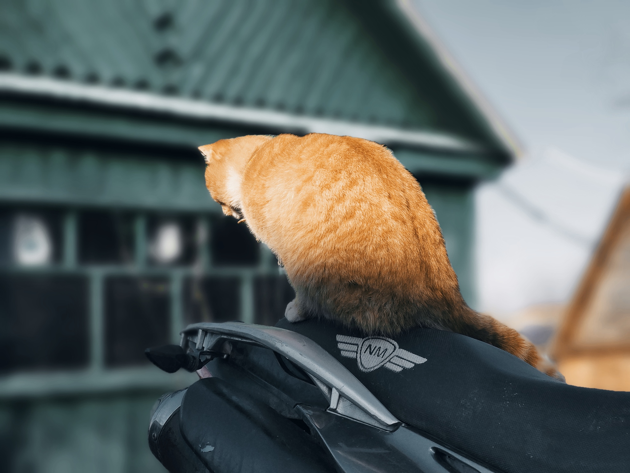Cats