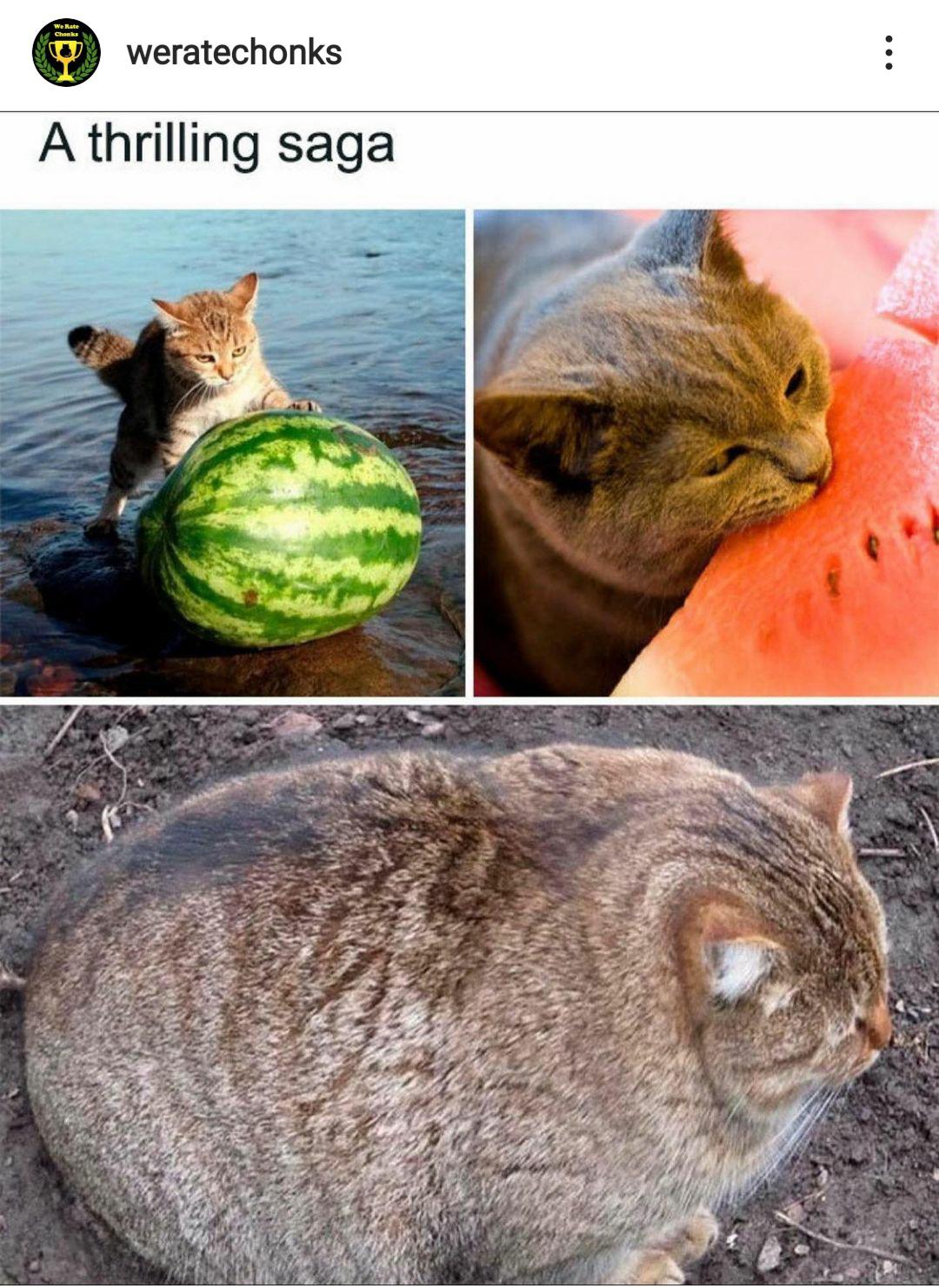 Cats