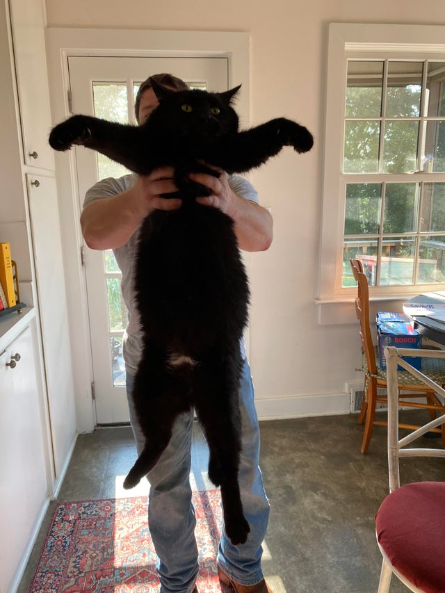 Cats
