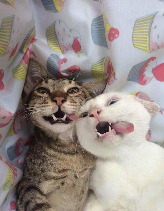 Cats