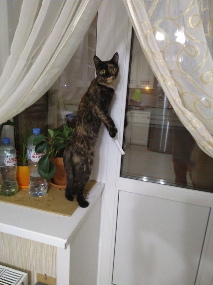 Cats