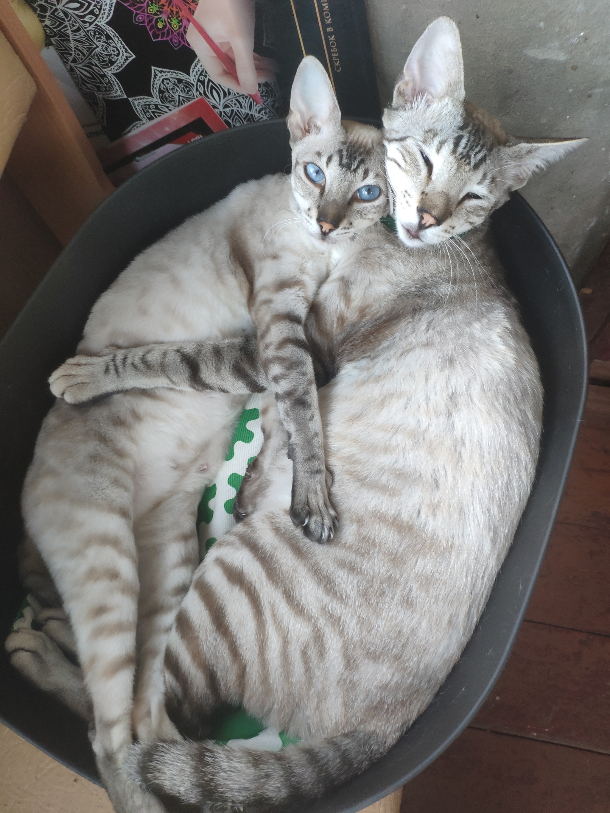 Cats