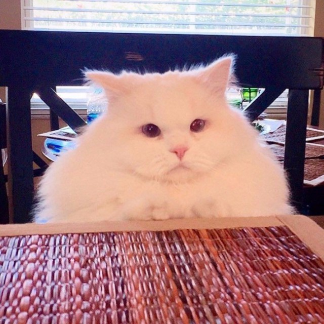Cats
