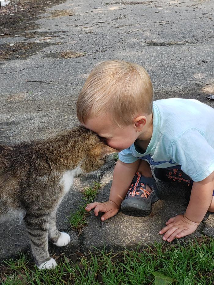 Cats