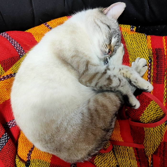 Cats