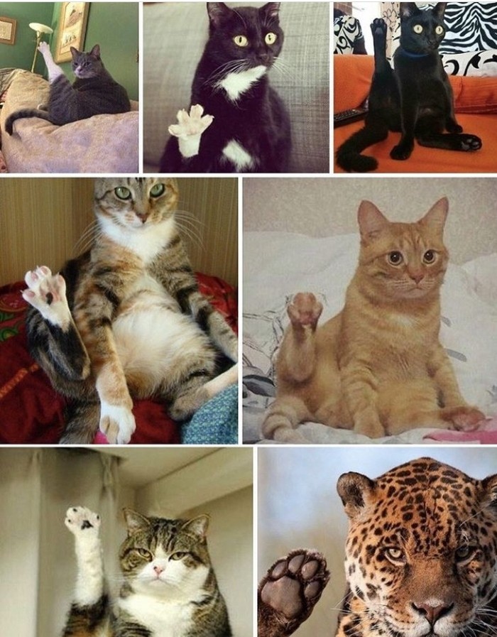 Cats