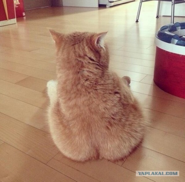 Cats