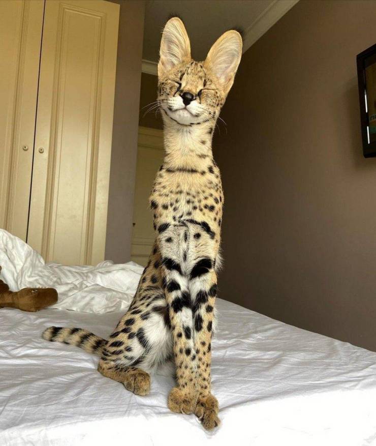 Cats