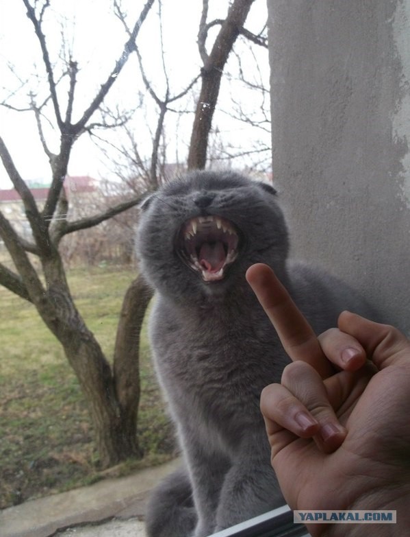 Cats