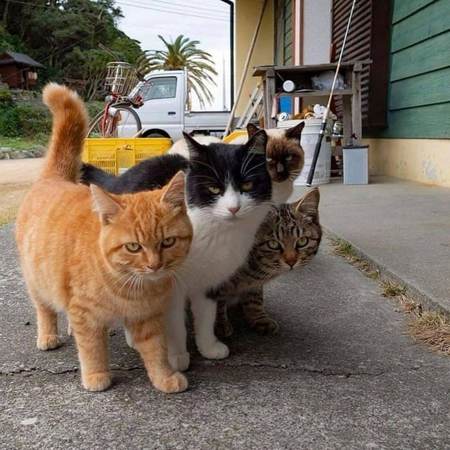 Cats